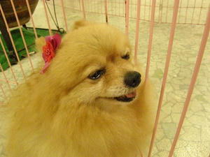 P6270985SHUUSEI.JPG