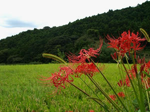 P9207714shuusei.JPG