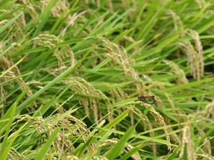 P9207676shuusei.JPG