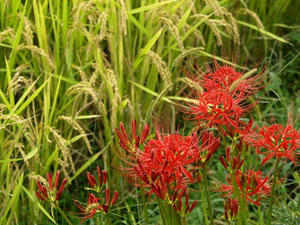 P9207716shuusei.JPG