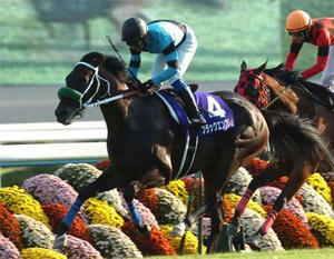20081019-00000009-kiba-horse-view-000.jpg