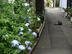 P9056668shuusei.JPG