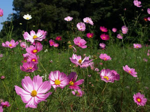 PA138385shuusei.JPG