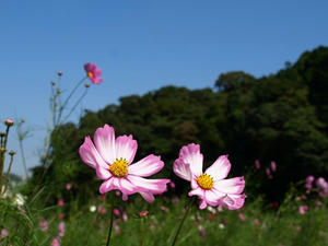 PA138397shuusei.JPG
