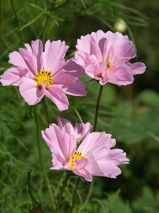 PA138435shuusei.JPG