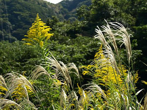 PA138477shuusei.JPG