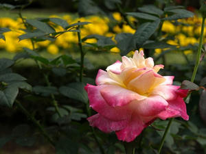 PA299153shuusei.JPG