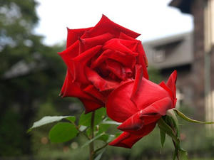 PA299164shuusei.JPG