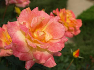 PA299205shuusei.JPG