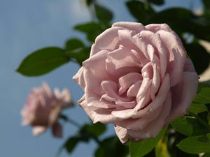 PA299225shuusei.JPG