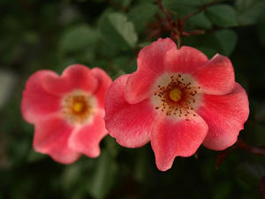 PA299431shuusei.JPG