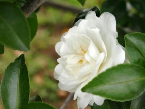 PB110166shuusei.JPG