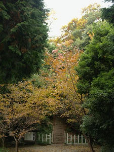 PB110317shuusei.JPG