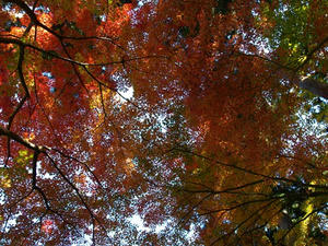 PB120894shuusei.JPG