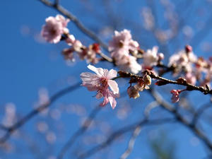 PB120949shuusei.JPG