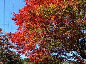 PB120971shuusei.JPG