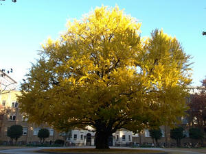 PC033254shuusei.JPG