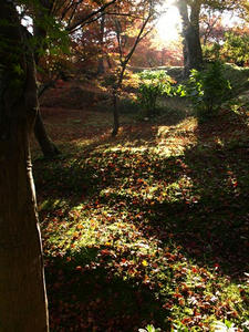 PB262354shuusei.JPG