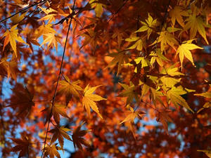 PB262370shuusei.JPG