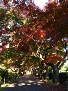 PC033277shuusei.JPG