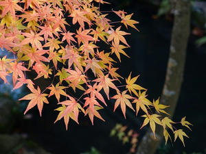 PB262409shuusei.JPG