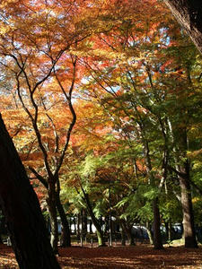 PB262477shuusei.JPG