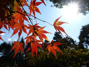 PB262585shuusei.JPG