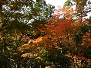 PB262632shuusei.JPG