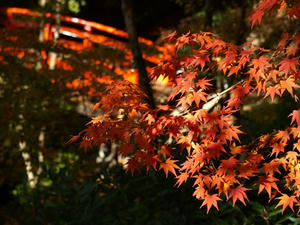 PB262634shuusei.JPG