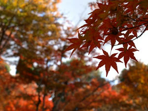 PB262698shuusei.JPG