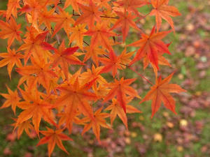 PB262756shuusei.JPG