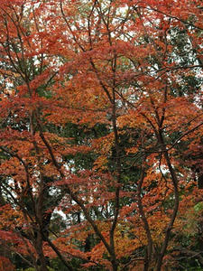 PC103491shuusei.JPG