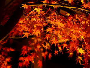PB262937shuusei.JPG