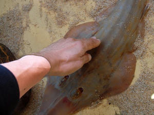 P1012684shuusei.JPG