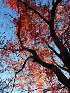 P1012776shuusei.JPG