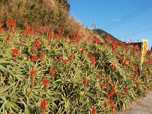 P1137143shuusei.JPG