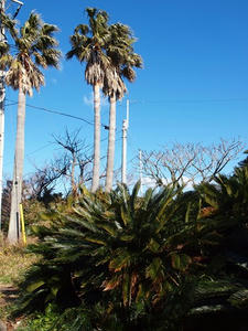 P1137254shuusei.JPG