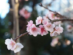 P1137620shuusei.JPG