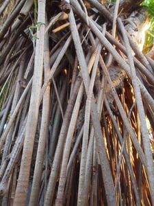 P1137663shuusei.JPG