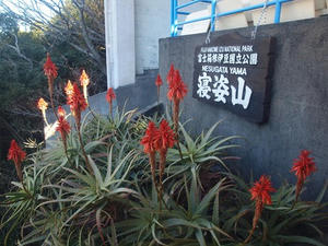P1147816shuusei.JPG