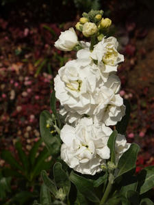 P1147836shuusei.JPG