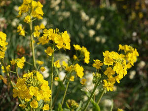P1147837shuusei.JPG