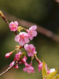 P1147825shuusei.JPG