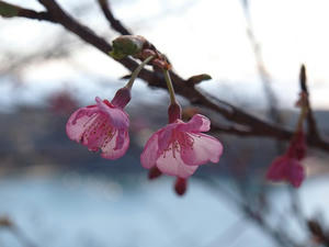 P1147904shuusei.JPG