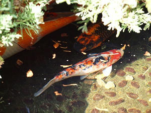 P1147855shuusei.JPG