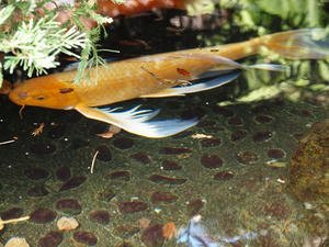 P1147857shuusei.JPG