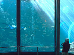 P1147981shuusei.JPG