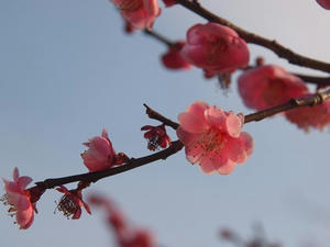 P2030086shuusei.JPG