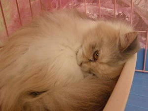 P6271074shuusei.JPG
