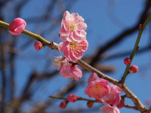 P2082638shuusei.JPG